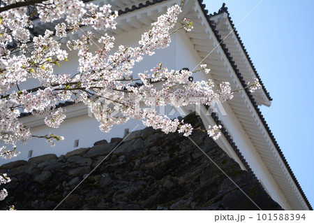 ずっと来たかった春の鶴ヶ城 101588394