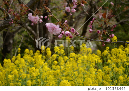 福島に桃源郷あり_花見山 101588443