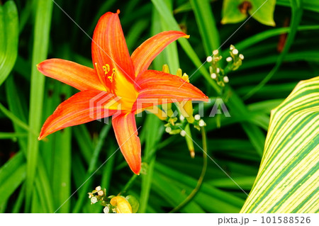 ヘメロカリスの花 ヘメロカリスの花 101588526