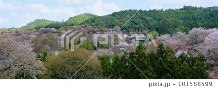 【奈良】吉野千本桜の風景（春） 101588599