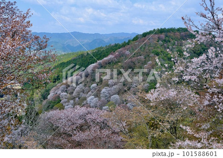 【奈良】吉野千本桜の風景（春） 101588601