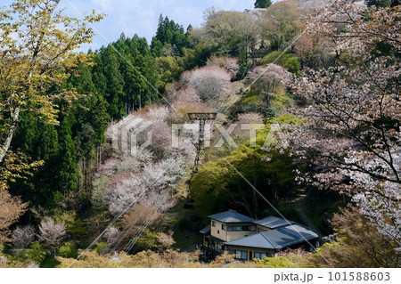 【奈良】吉野千本桜の風景（春） 101588603
