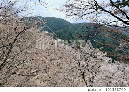 【奈良】吉野千本桜の風景（奥千本） 101588700