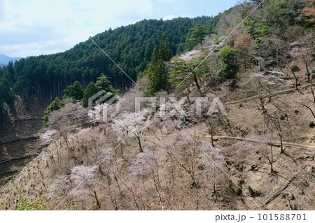 【奈良】吉野千本桜の風景（奥千本） 101588701