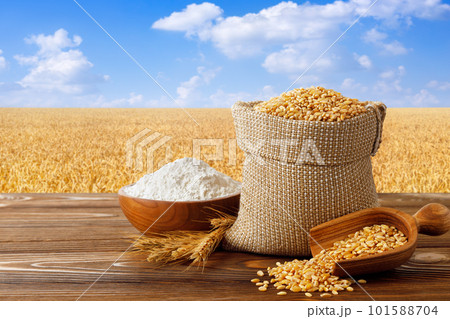 wheat flour in bowl and grains in burlap bag on table with field on the background wheat flour in bowl and grains in burlap bag on table with field on the background 101588704