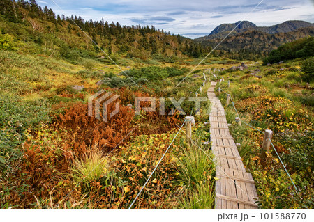高谷池付近の草紅葉と妙高山 101588770
