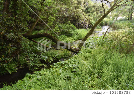 柿田川湧水群、静岡県三島 柿田川湧水群、静岡県三島 101588788
