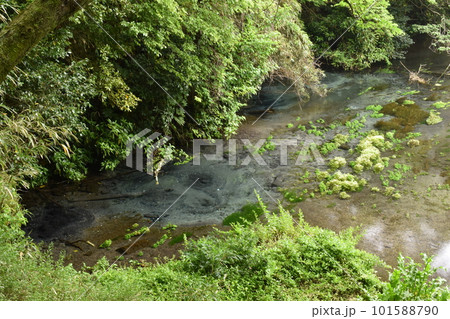 柿田川湧水群、静岡県三島 柿田川湧水群、静岡県三島 101588790