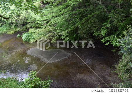 柿田川湧水群、静岡県三島 柿田川湧水群、静岡県三島 101588791