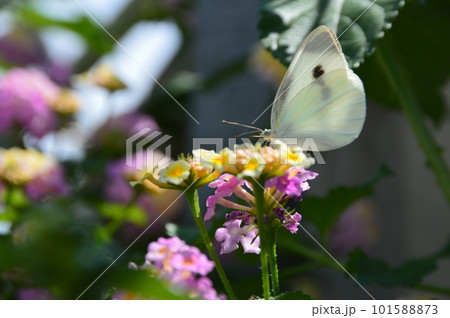 花にとまるモンシロチョウ(神奈川県横須賀市浦賀) 花にとまるモンシロチョウ(神奈川県横須賀市浦賀) 101588873