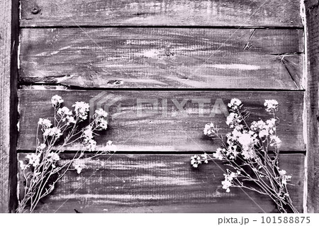 rapeseed flowers collected in a bunch or bouquet on wooden background. Wildflowers are arranged neatly on the table. Free space for text. Brassica napus Cabbageaceae. Black and white monochrome photo. rapeseed flowers collected in a bunch or bouquet on wooden background. Wildflowers are arranged neatly on the table. Free space for text. Brassica napus Cabbageaceae. Black and white monochrome photo. 101588875