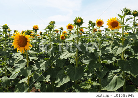 The Helianthus sunflower is a genus of plants in the Asteraceae family. Annual sunflower and tuberous sunflower. Agricultural field. Blooming bud with yellow petals. Furry leaves. Serbia agriculture 101588949