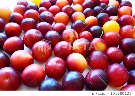 Cherry plum on a white background. A yellow-red cherry plum mix just removed from a tree. Delicious fresh plum berries. Appetizing large cherry plum for sale catalog. Food on a white background 101589123