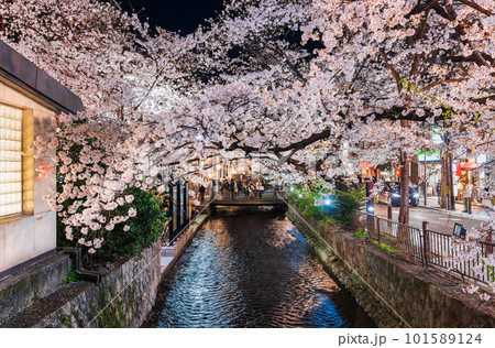 春の京都 高瀬川の夜桜 ※一部ソフトフォーカス 春の京都 高瀬川の夜桜 ※一部ソフトフォーカス 101589124
