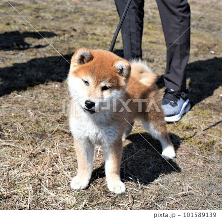 お散歩デビューした秋田犬 お散歩デビューした秋田犬 101589139