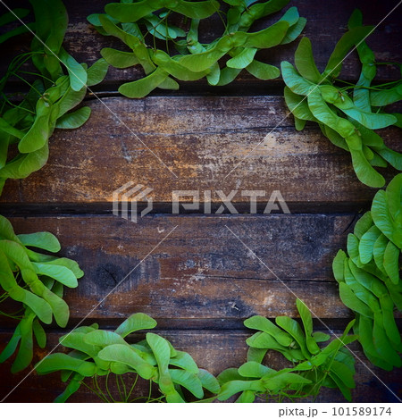Green maple seeds along the edges of a wooden background made of horizontal planks. Frame or blank for text. Free space for text. copyspace. flat lay. Vegetable forest ecological background 101589174