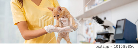 Woman vet checking pet kitten on table in vet surgery 101589856