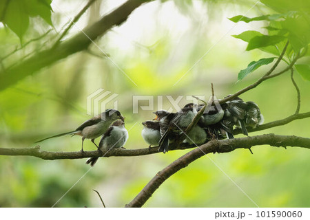 巣立ち後の幼鳥と給餌する親 101590060