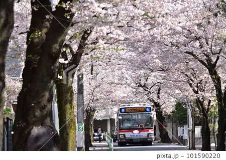 旧・新町住宅地の桜並木を走るバス（世田谷・深沢・西大通り） 101590220