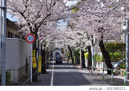 旧・新町住宅地の桜並木（世田谷・深沢・西大通り） 101590221
