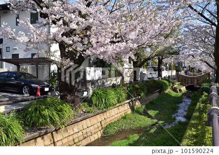 世田谷・呑川親水公園の満開の桜並木 101590224