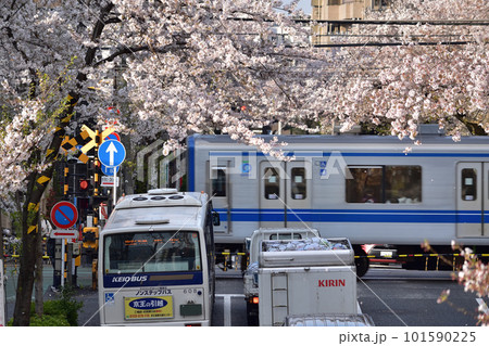 満開の中野通りの桜並木と新井薬師公園前2号踏切を通過する西武線 101590225
