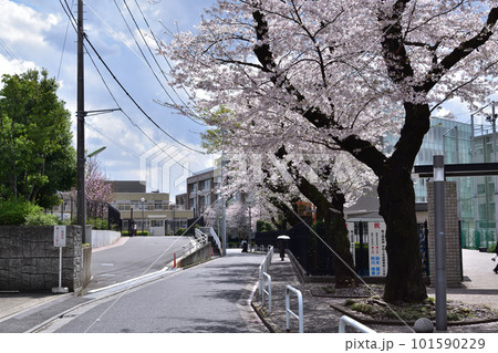 世田谷・日本大学櫻丘高等学校の桜並木 101590229