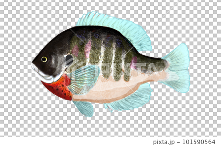 水彩畫的藍鰓太陽魚 101590564