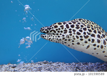 Close up head The Moray eel fish Close up head The Moray eel fish 101590589