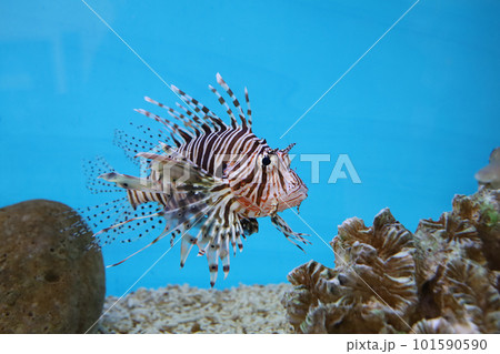 The red lion fish in water on blue background The red lion fish in water on blue background 101590590
