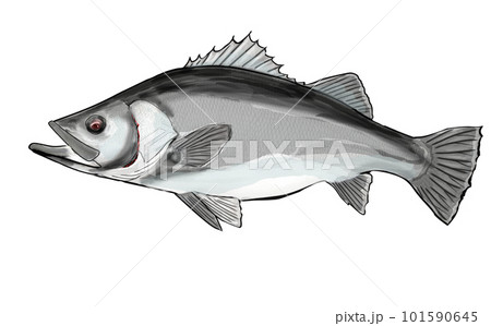 水彩画のアカメ 水彩画のアカメ 101590645