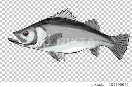 水彩画のアカメ 水彩画のアカメ 101590645