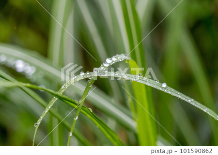 朝露に濡れる草 朝露に濡れる草 101590862