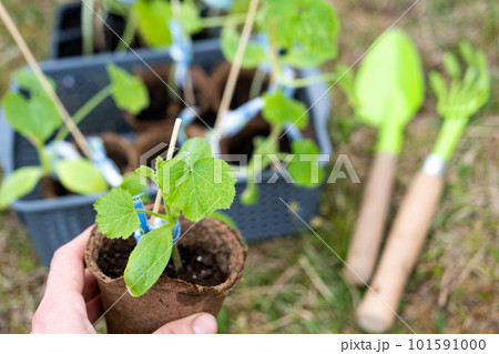 Seedlings of zucchini in peat glasses for planting on a garden bed in the spring. 101591000