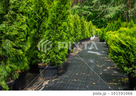 Nursery of coniferous plants in pots with a closed root for planting on your garden plot. Nursery of coniferous plants in pots with a closed root for planting on your garden plot. 101591066