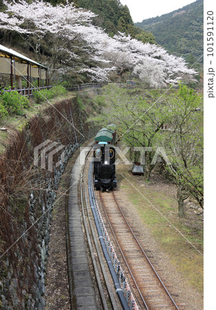桜満開のマイントピア別子、鉱山観光列車が幸運駅を出て観光坑道のある幸福駅に向かう 桜満開のマイントピア別子、鉱山観光列車が幸運駅を出て観光坑道のある幸福駅に向かう 101591120