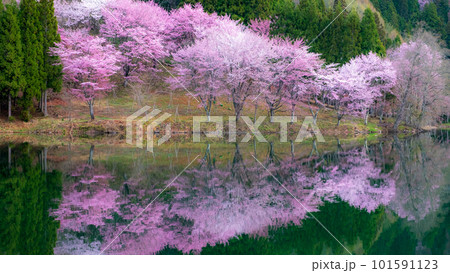 中綱湖の桜 101591123