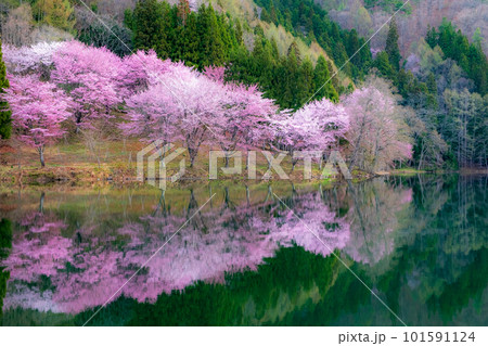 中綱湖の桜 101591124