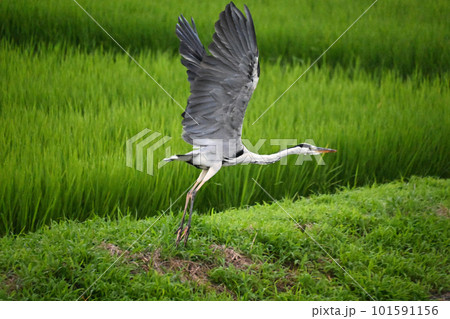 飛び立つ瞬間のアオサギ 101591156