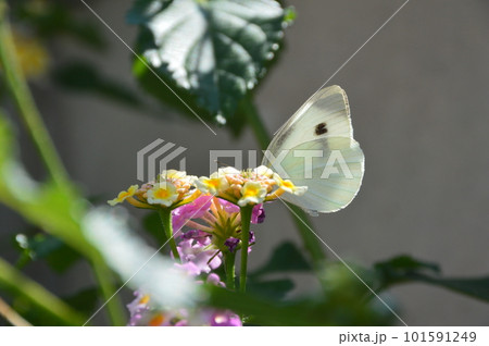花にとまるモンシロチョウ（神奈川県横須賀市浦賀） 101591249