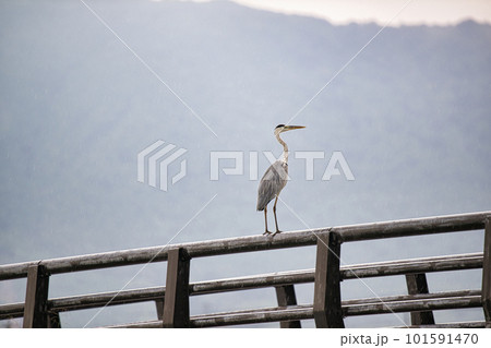 欄干に立つアオサギ 101591470