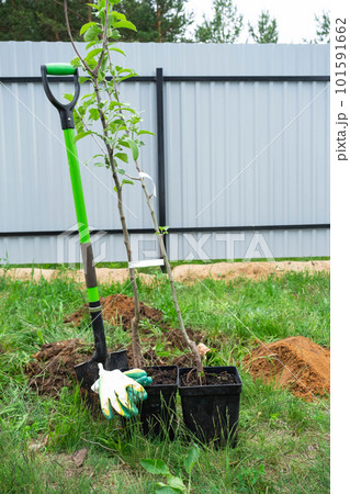 An apple tree seedling in the garden is prepared for planting in the open ground. Fruit tree from the nursery, growing organic fruits on your site 101591662