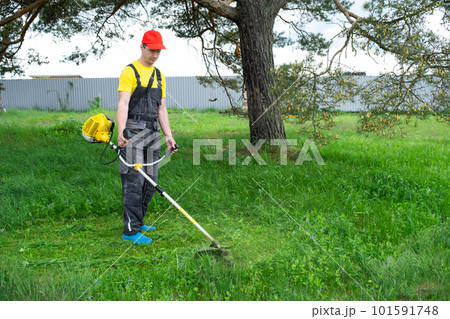A male gardener mows the green grass of the lawn in the backyard with a gasoline mower. Trimmer for the care of a garden plot 101591748