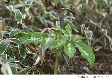 里山に咲くミミガタテンナンショウの花 101592077