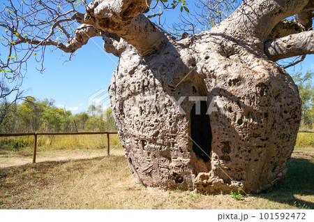 まるで異世界への入り口のようなダービーにあるバオバブの木 101592472