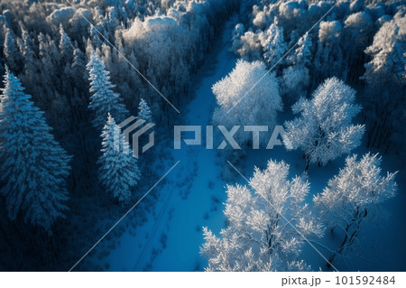 雪の積もった木々 雪の積もった木々 101592484