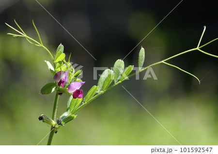 野に咲く野草の赤紫色のカラスノエンドウの花 野に咲く野草の赤紫色のカラスノエンドウの花 101592547