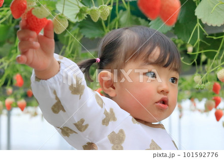 いちご狩りを体験している子供 101592776