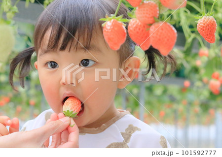 いちご狩りを体験している子供 いちご狩りを体験している子供 101592777