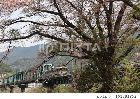 桜の季節、天竜川橋梁を渡る飯田線の列車 101592852